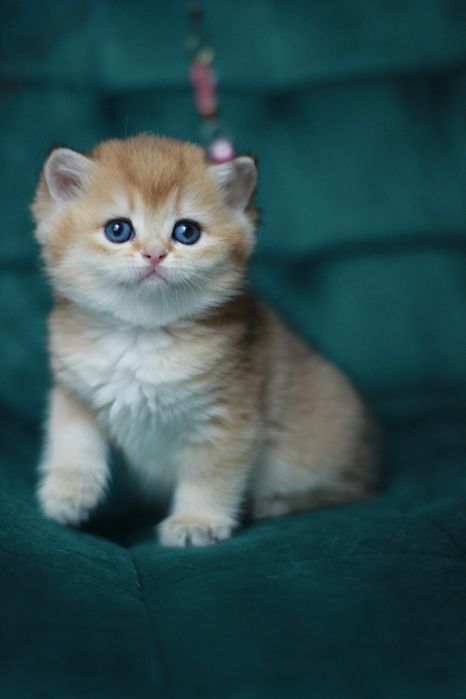 Oferujemy  czystego brytyjskiego kociaka o rzadkim kolorze