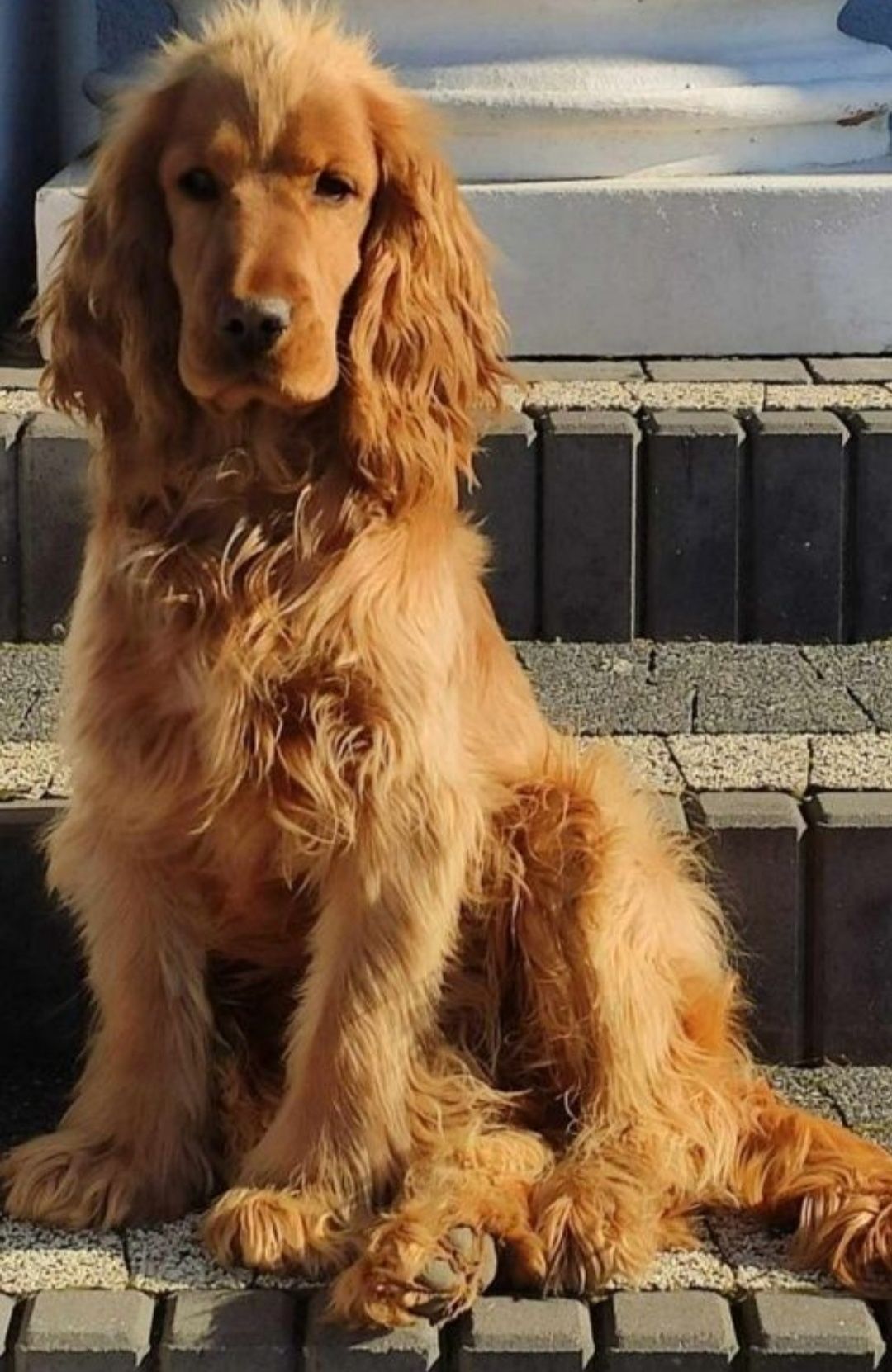 Ostatnia wolna suczka. Z rodowodem. Cocker spaniel angiel