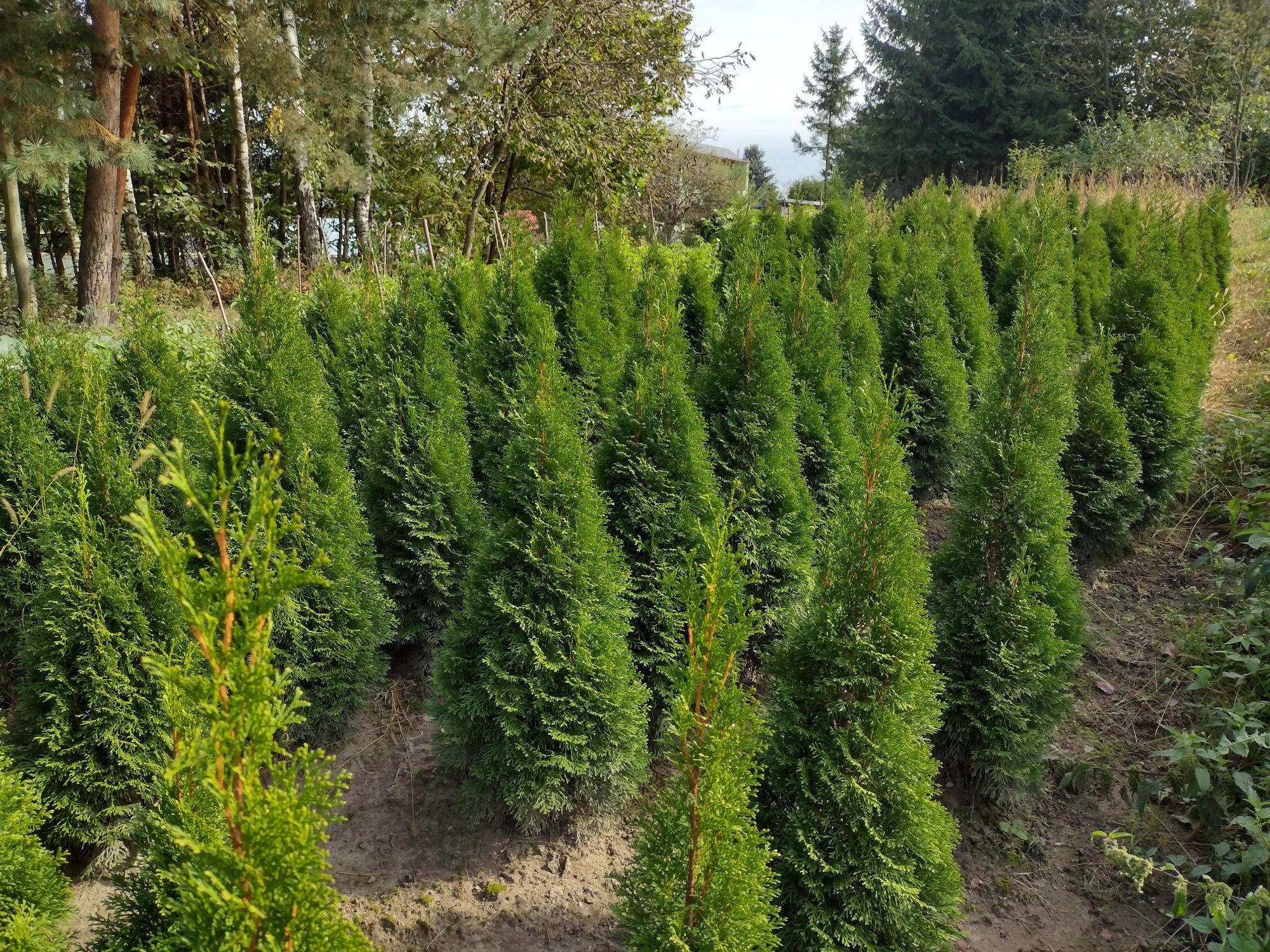 Tuja szmaragd Thuja smaragd tuje żywopłot