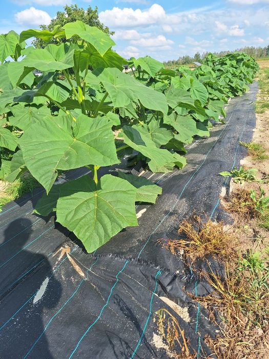 Drzewa tlenowe Paulownia Shan Tong w doniczkach p9