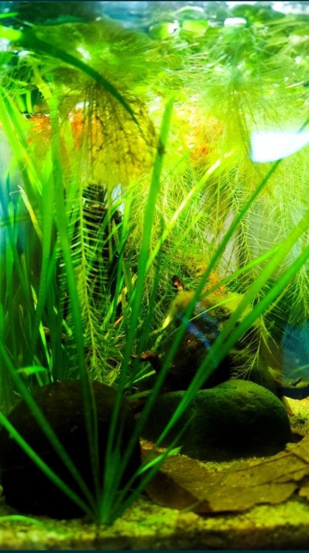 Troco Plantas de Aquário