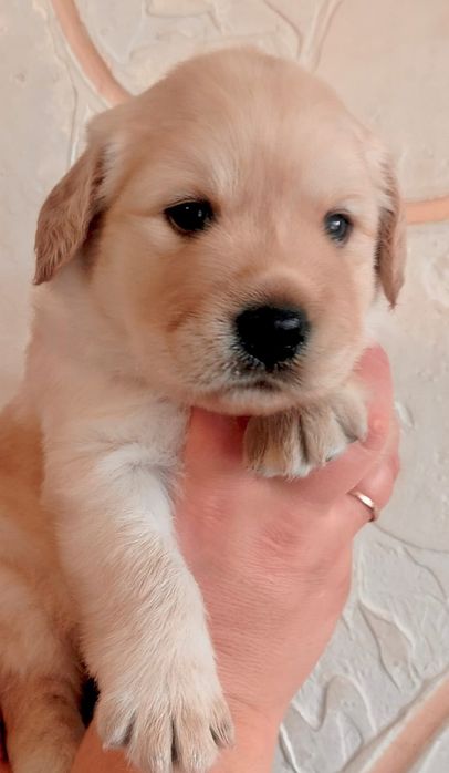 Цуценята лабрадора