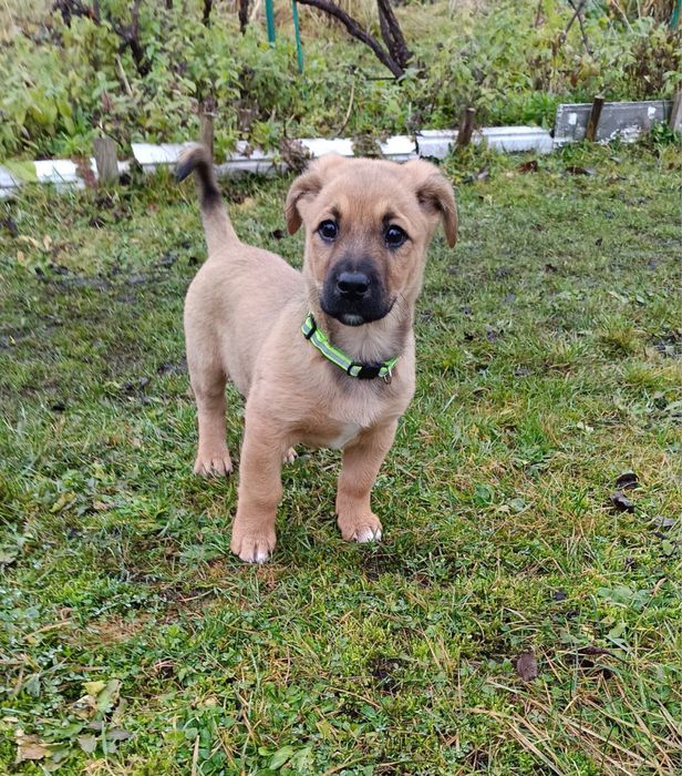 Цуценя хлопчик в добрі руки