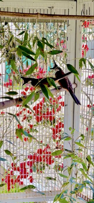 Casal de Bull Bull reprodutor