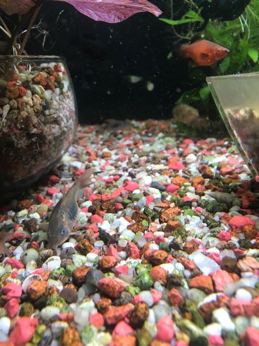 Kirys zielony i panda