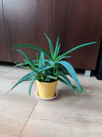 Aloes doniczkowy - odszczepek rośliny
