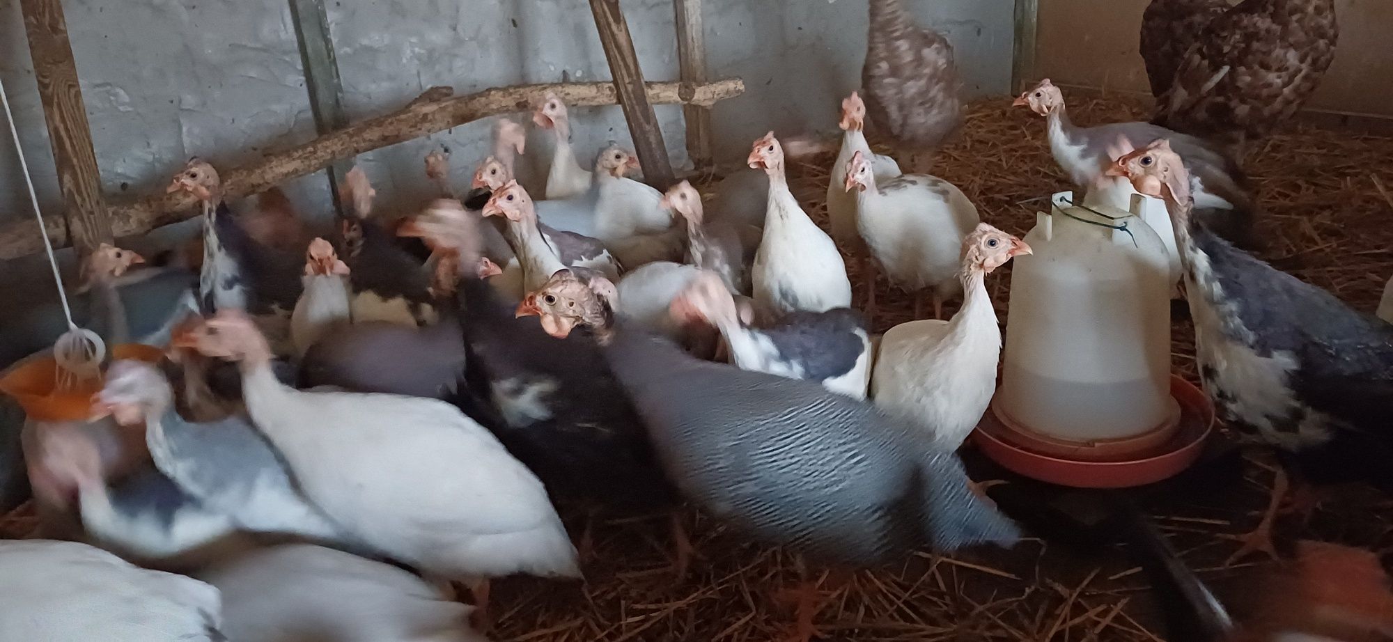 Perlice perliczki jajka jaja lęgowe