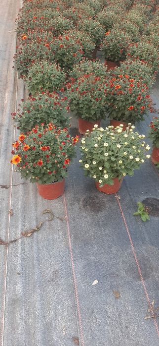 Chryzantemy drobnokwiatowe