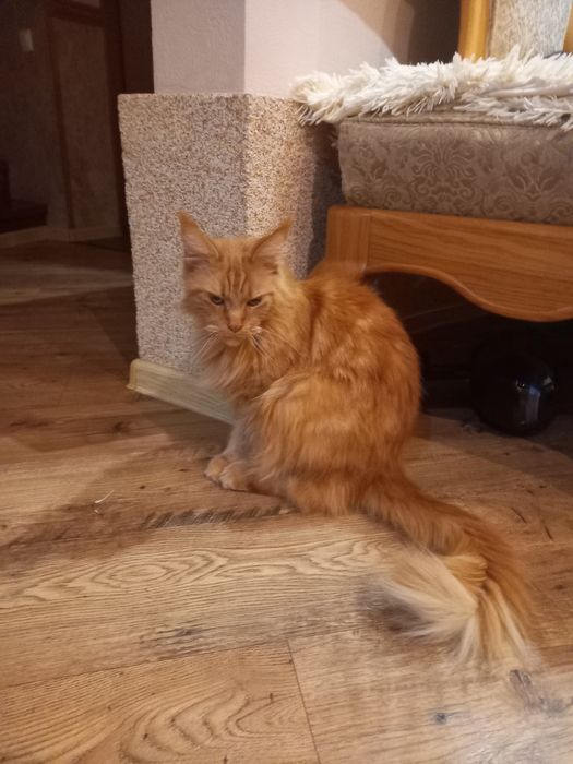 Віддам в добрі руки кішку мейн-кун