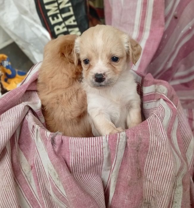 Cadelinha de porte pequeno mini adoção responsável