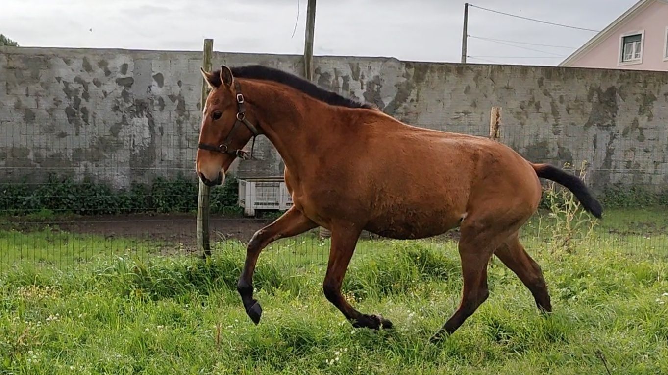 Poldro Lusitano mas sem papéis