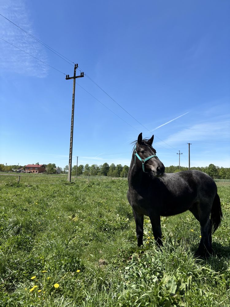 Sprzedam konie tylko w dobre ręce