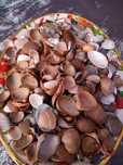 Naturalne muszle z morza polnocnego