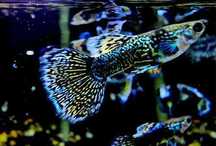 Gupik blue metal
