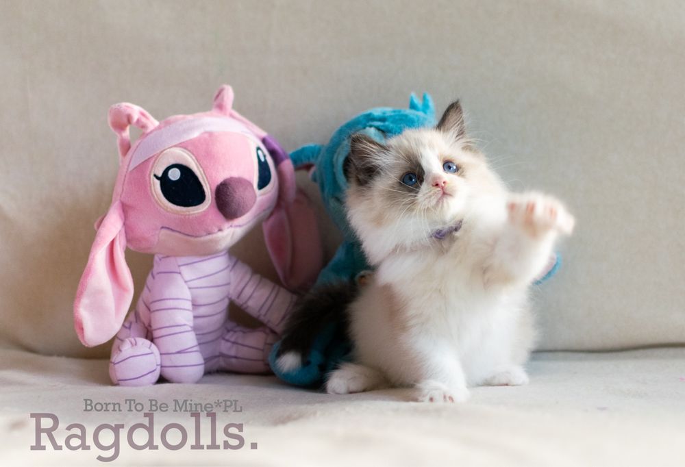 Ragdoll kociak kocurek FPL rodowód seal bicolour