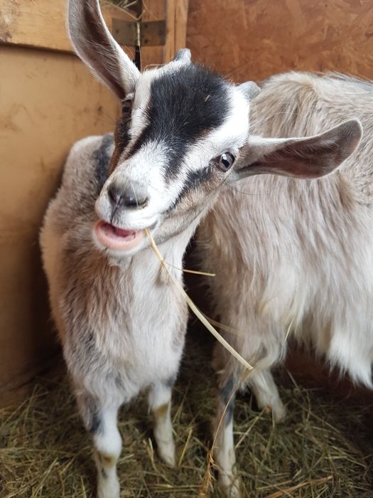 Mleko kozie od kozy karpackiej