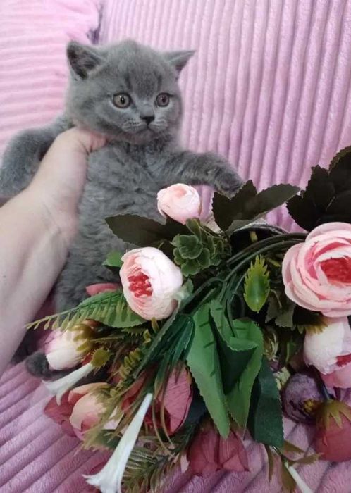 Шотландские голубые котята