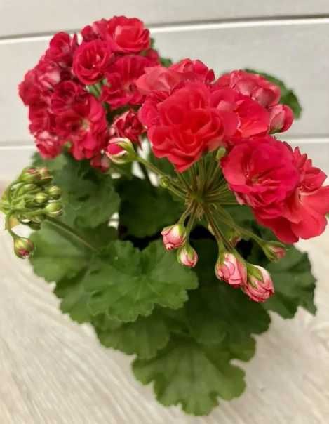 Пеларгония розебудная