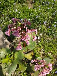 Bergenia grubolistna