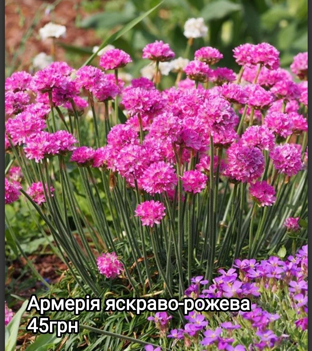 Армерия приморская - вечнозеленый почвопокровний многолетник, армерія