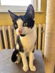 Kociak cudownej urody do adopcji!