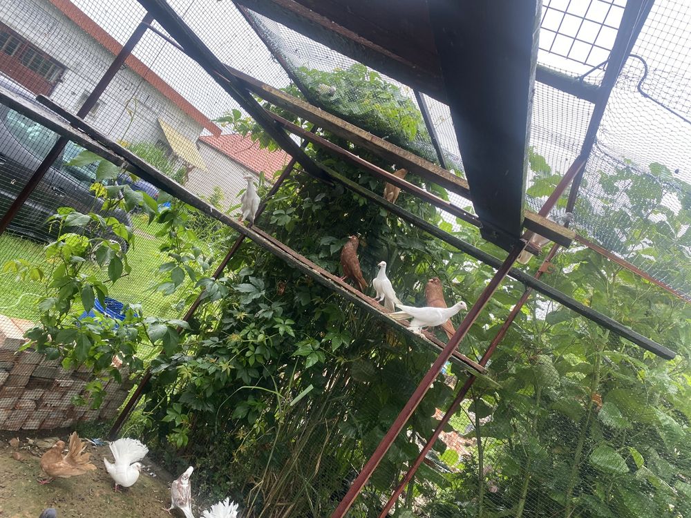Golebie pawie garlacze pawiki