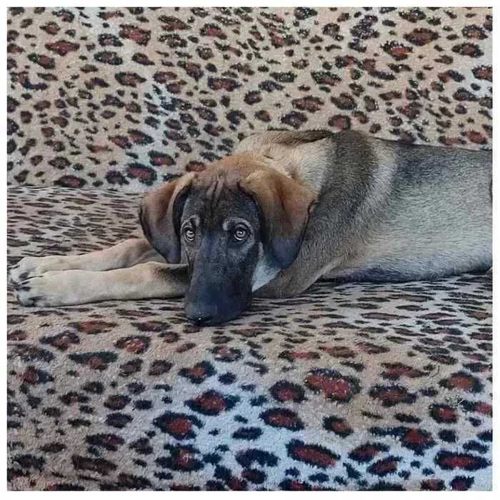 Щенок (мальчик) в добрые руки