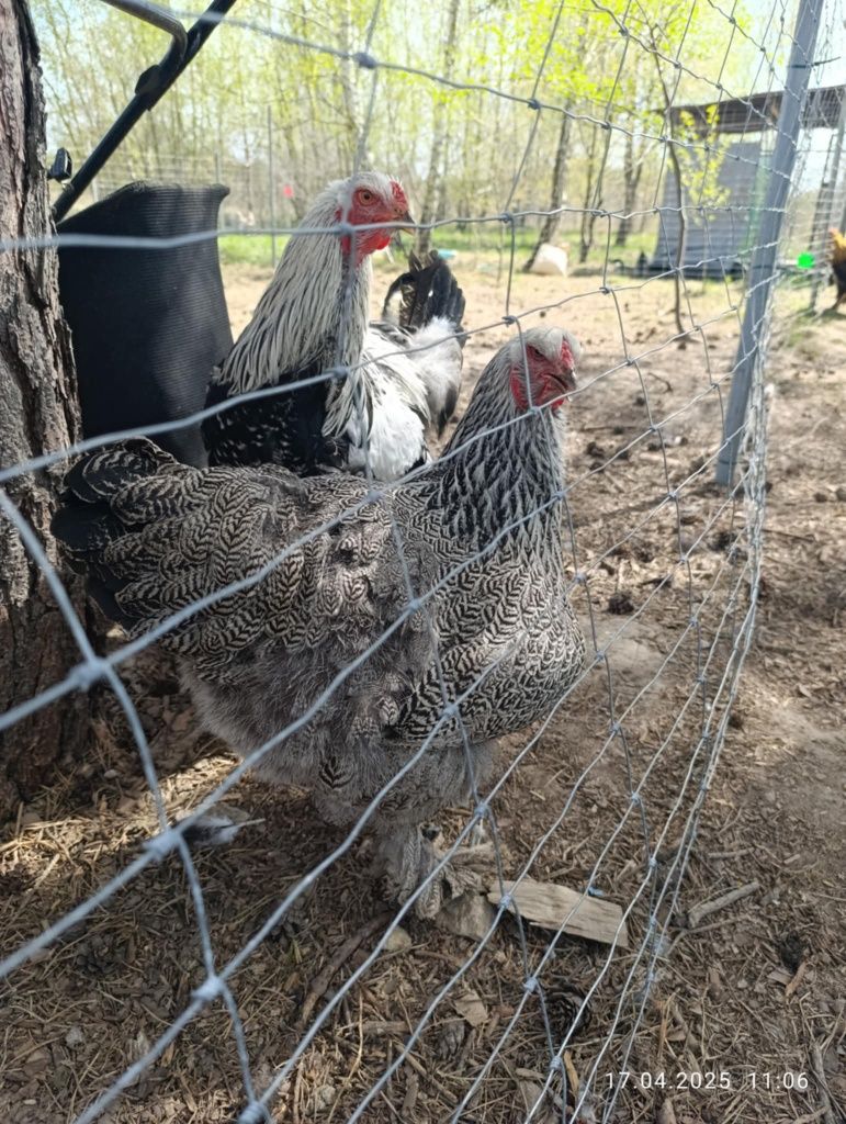 Kurý ,pisklęta  Brahmy Srebrnej