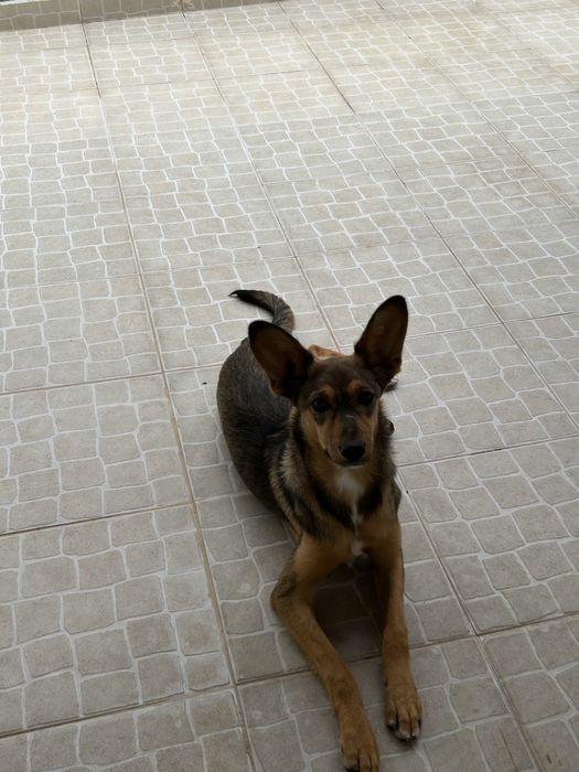 Filhote para adoção