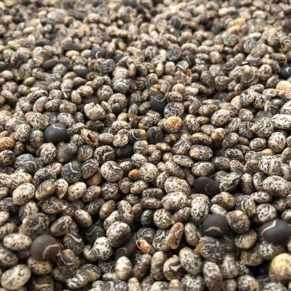 Tremocilha de 2025 limpa e bem criada