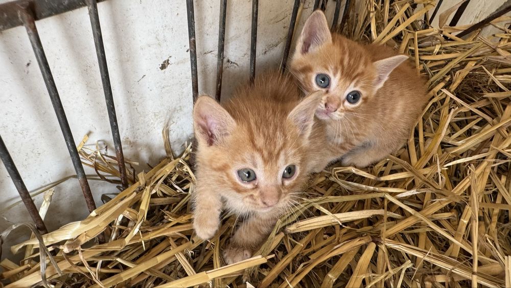 Dou 2 gatos machos