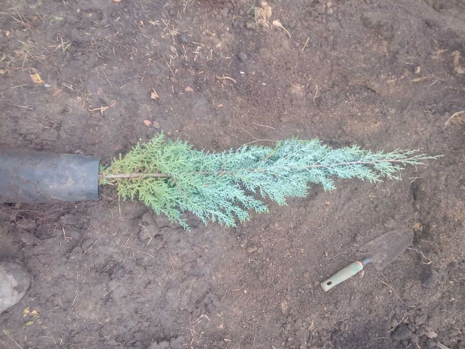 Кипарис аризонский