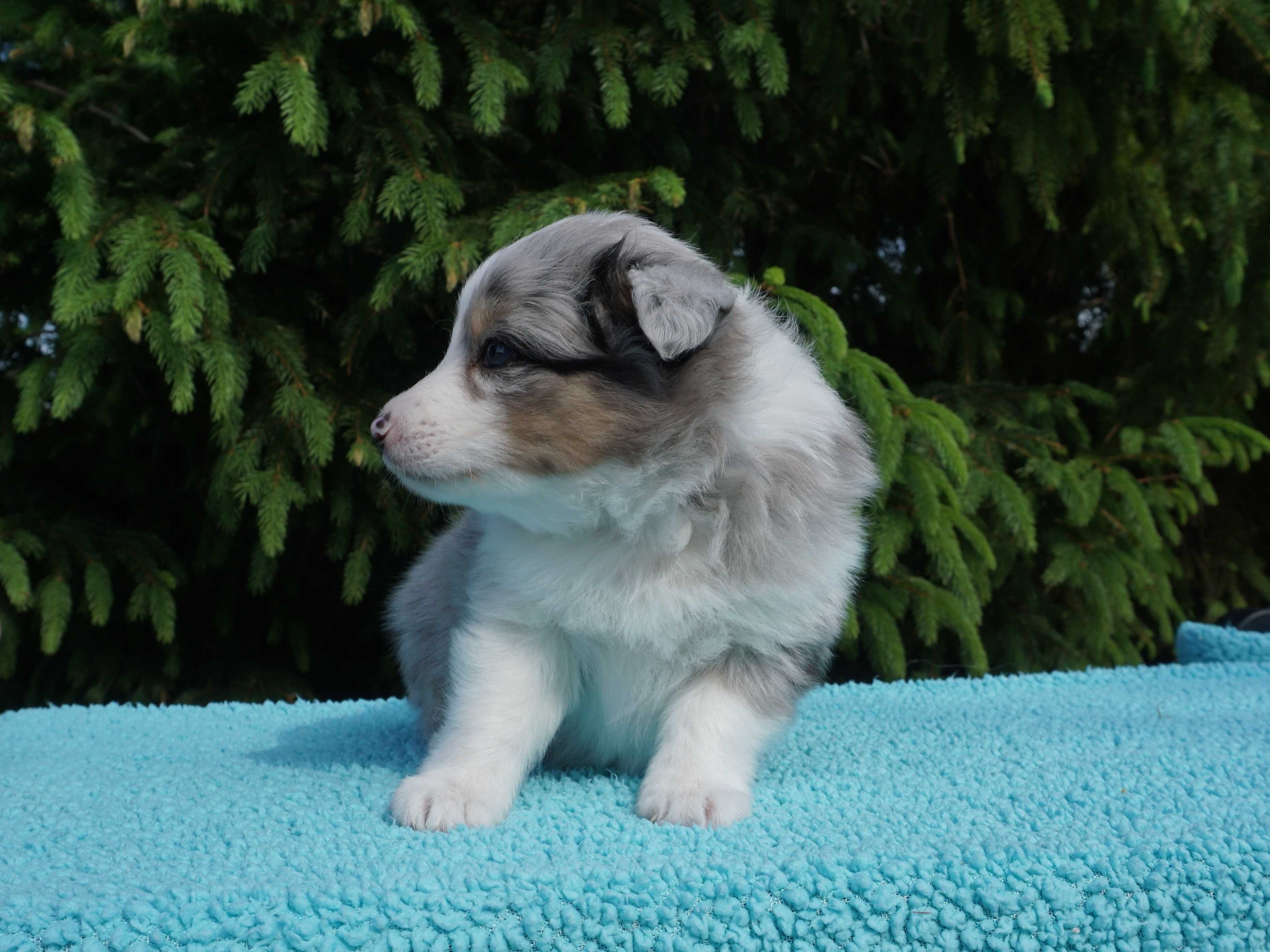 Owczarek szetlandzki, Sheltie, szczeniak PIESEK blue merle FCI