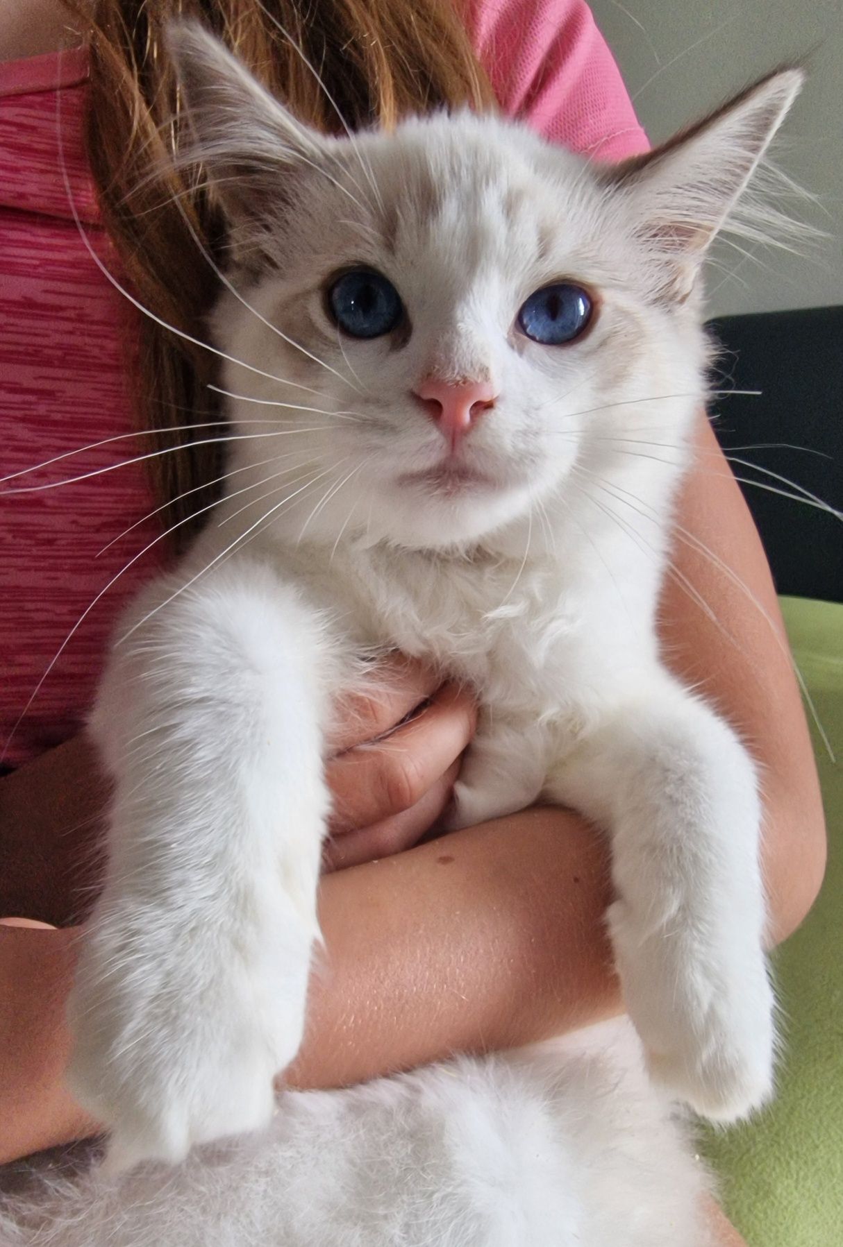 Kocurek Ragdoll blue bicolor lynx