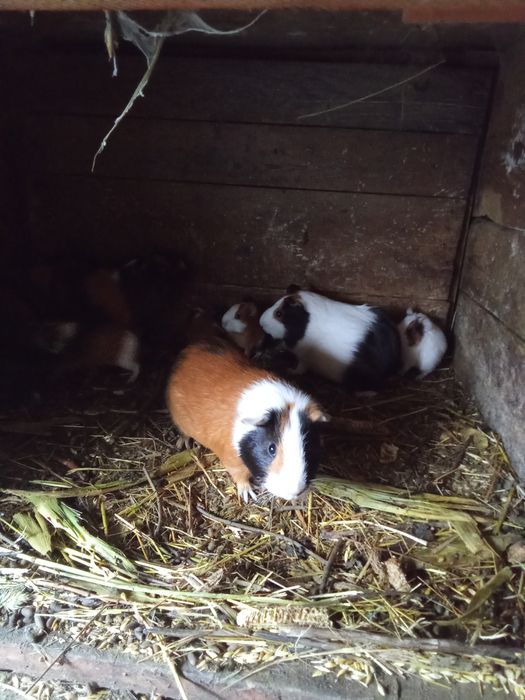 Продам морских свинок