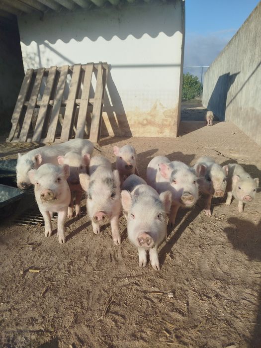 10 porquinhos machos castrados.
