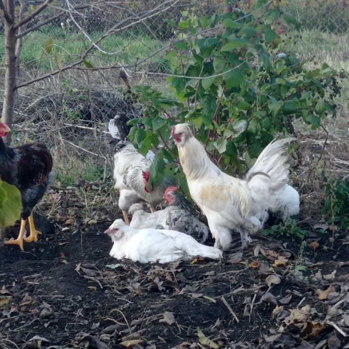 Інкубаційне яйце чубатих несучок