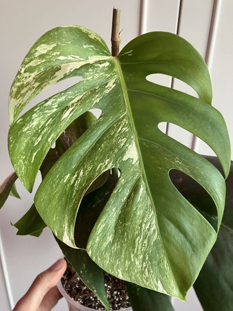Monstera Variegata