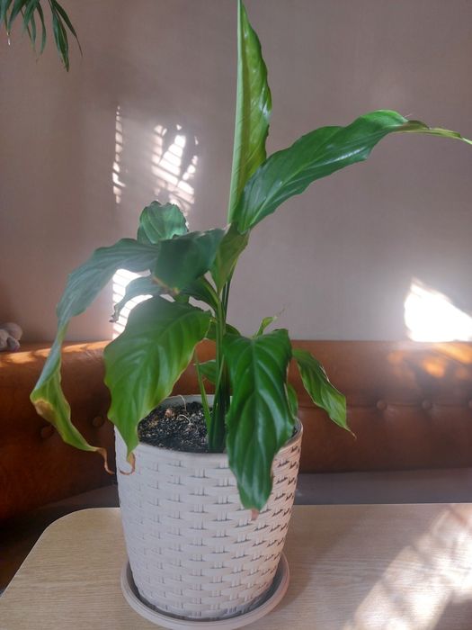 Спатифилум цветок женское счастье