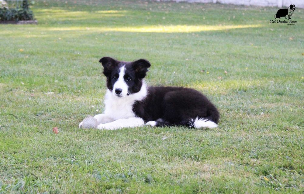 Border collie mały przystojniak NASIR - ZKwP - gotowy do zmiany domu