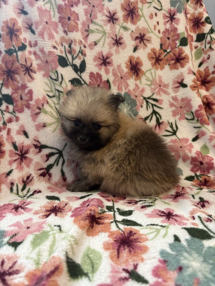 Pomeranian XXS miniaturka piesek do odbioru