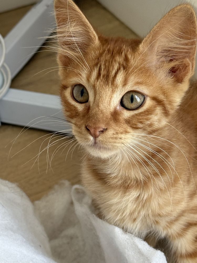 Dou gatos bebes