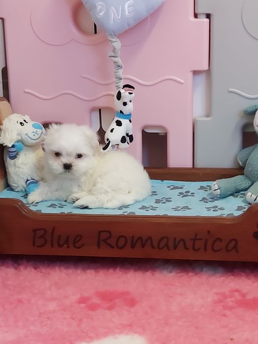 Shih tzu piękny biały piesek