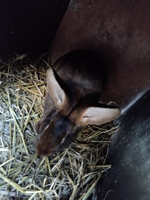 Zajęczak mahoniowy samica zakocona