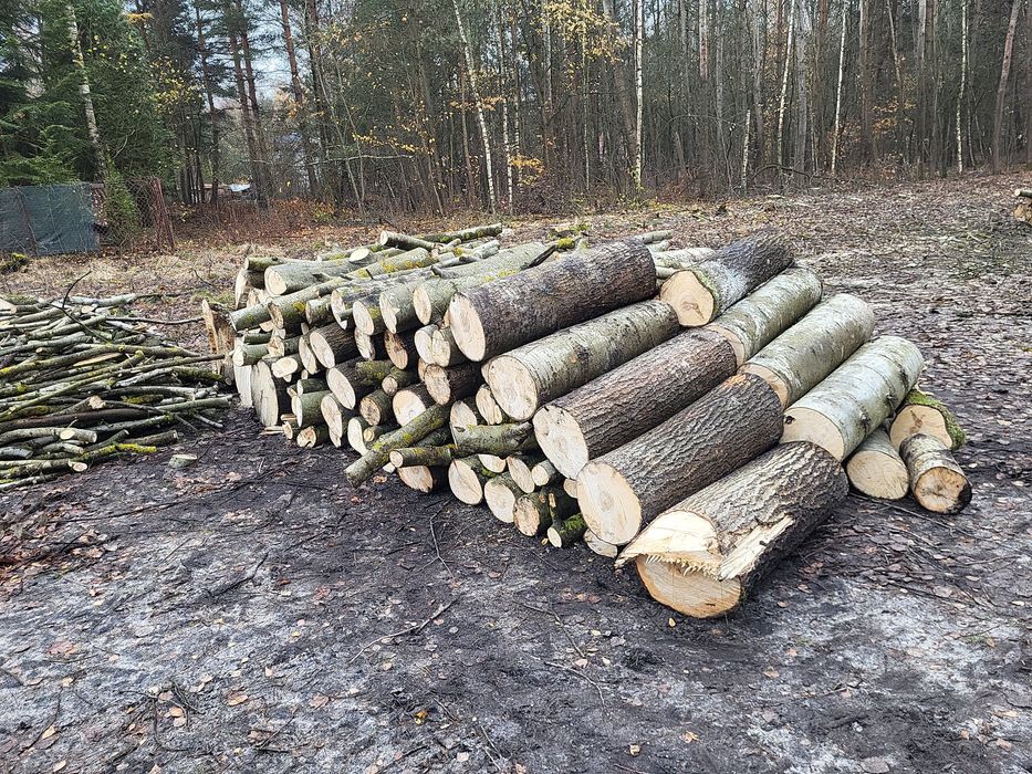 Sprzedam 20m drzewo Osika/Sosna/Brzoza