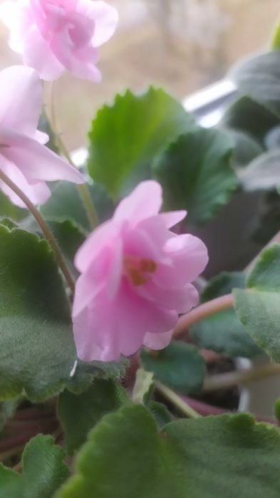 Листочки фіалки сенполії