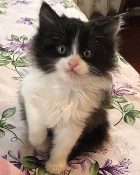 Кошенята в добрі руки