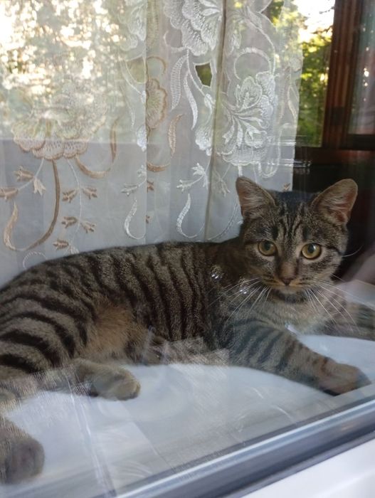 Пропала кошечка зовут Ульяна