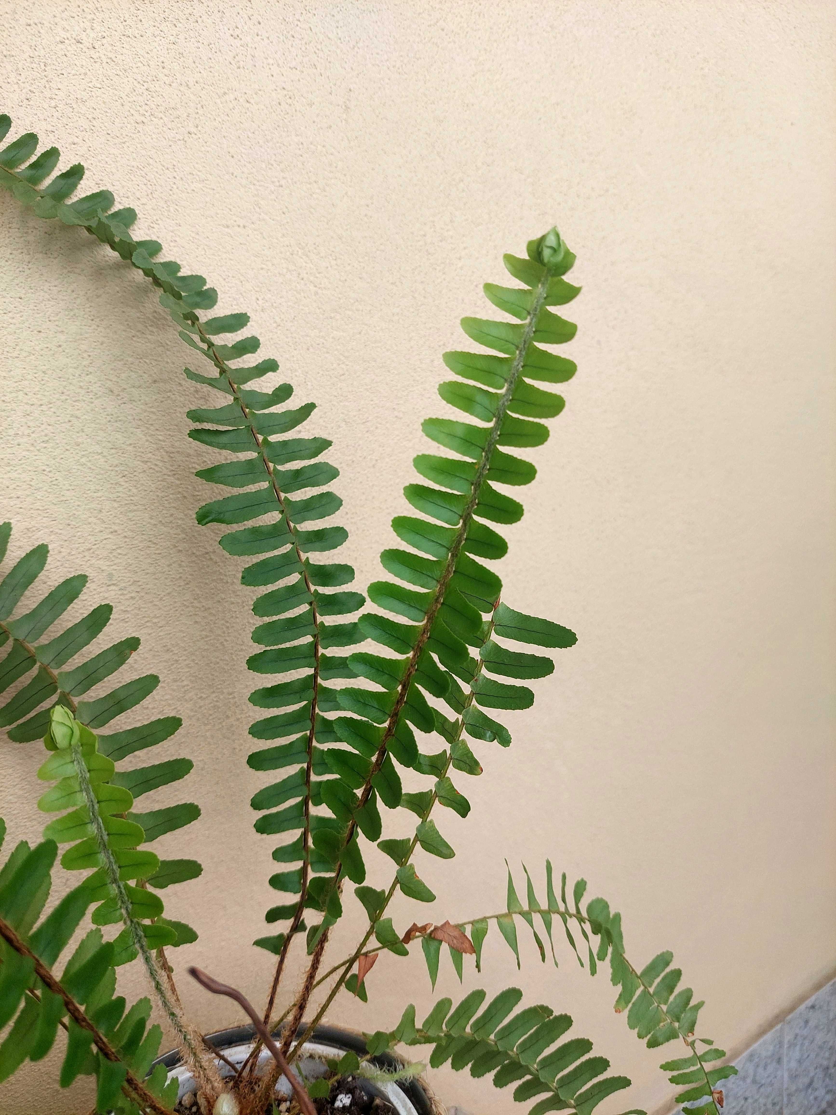 Planta feto- interior/exterior