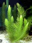 Ceratophyllum demersum - rogatek sztywny. Łatwa roślina do akwarium.